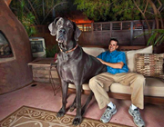 世界上最高的狗：“巨人乔治”