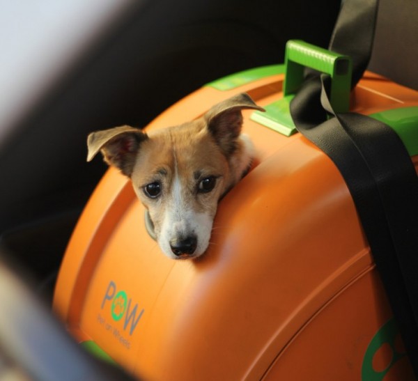 Pet On Wheels：让宠物乘坐两轮<span  style='background-color:Yellow;'>交通工具</span>的出行变得更安全