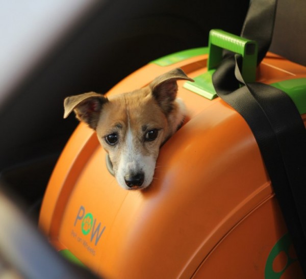 Pet On Wheels:让<span style='background-color:Yellow;'>宠物</span>乘坐两轮交通工具的出行变得更安全